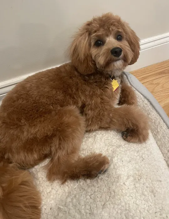 The Natural Dog Picture 6
