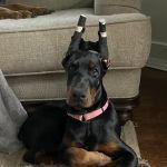 Westchester Animal Hospital