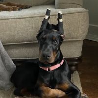 Westchester Animal Hospital ico