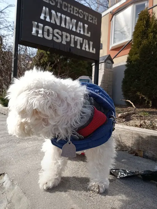 Westchester Animal Hospital Picture 3