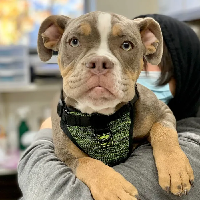 New Rochelle Animal Hospital Picture 8