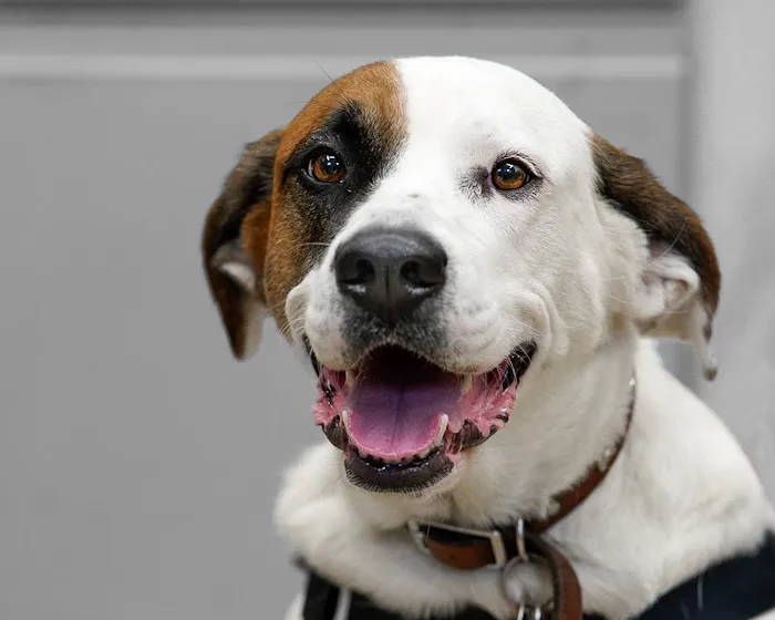 New Rochelle Animal Hospital Picture 2