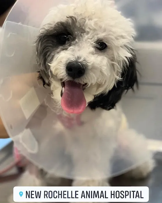 New Rochelle Animal Hospital Picture 4