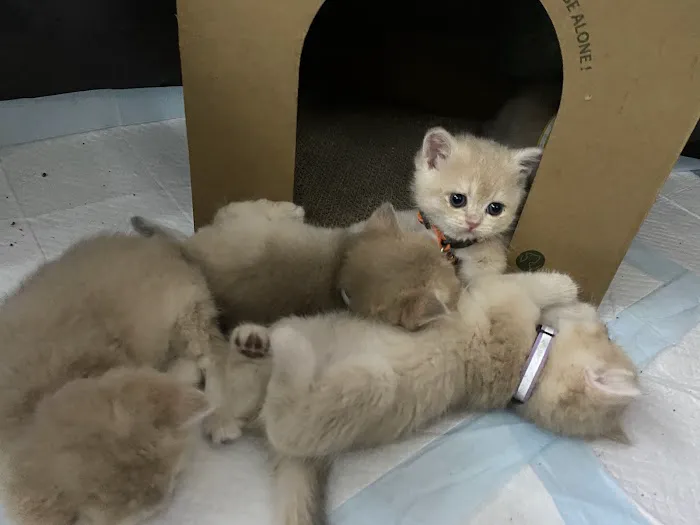 British Short hair cattery nyc Picture 4