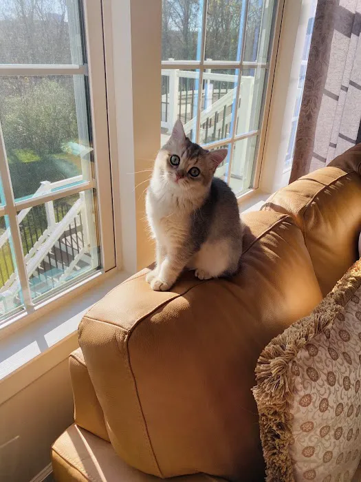 British Short hair cattery nyc Picture 8