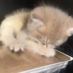 British Short hair cattery nyc