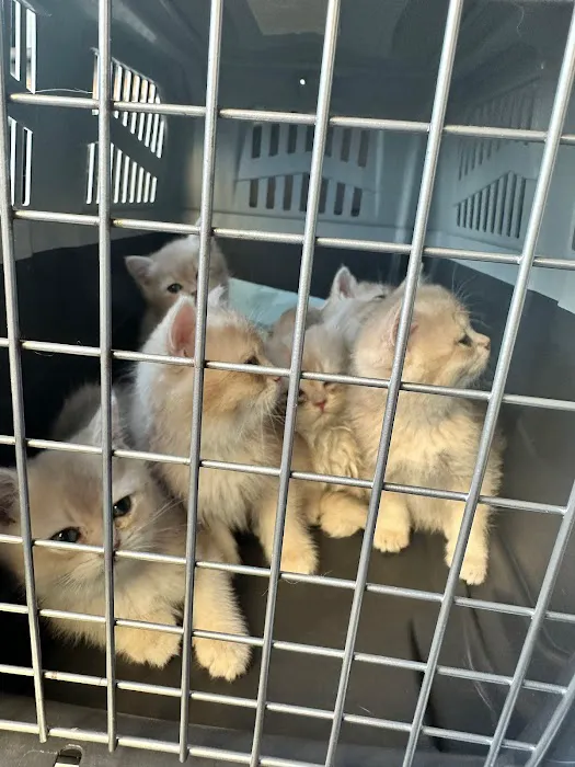 British Short hair cattery nyc Picture 7