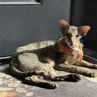 Upper East Veterinary Center ico