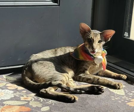 Upper East Veterinary Center