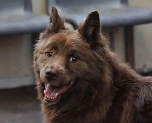 At Home Veterinary Services Picture 1
