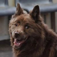 At Home Veterinary Services ico