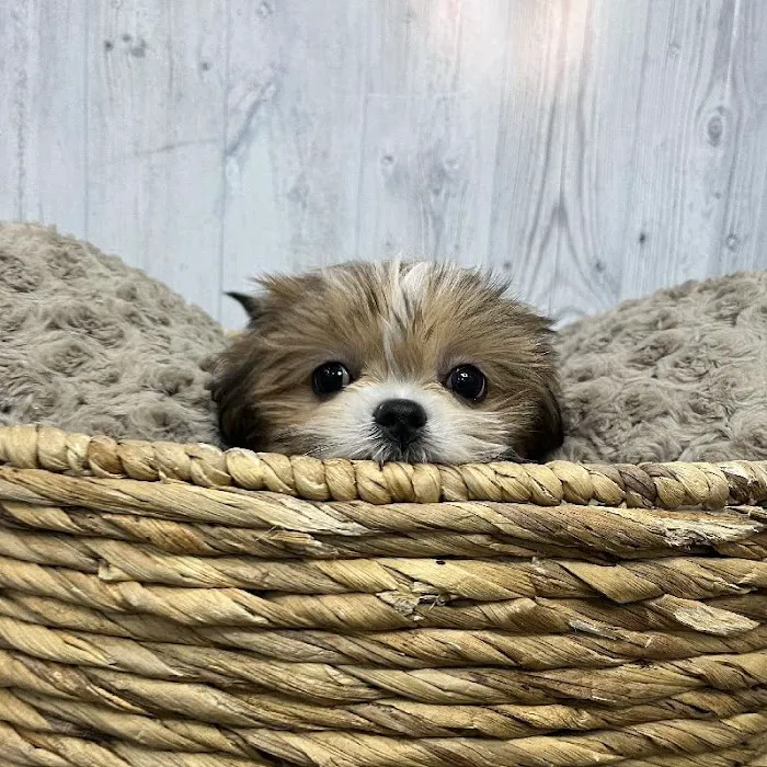 Pet Express Picture 1