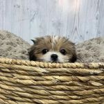 Pet Express