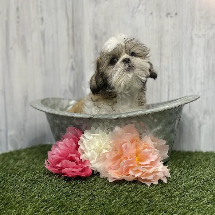 Pet Express Picture 3
