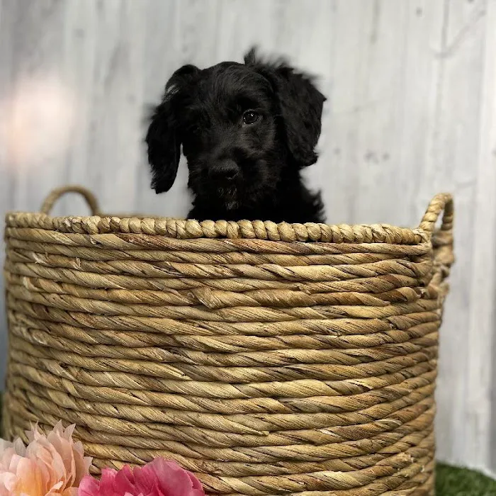 Pet Express Picture 9