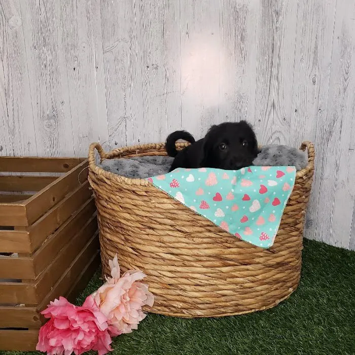 Pet Express Picture 10
