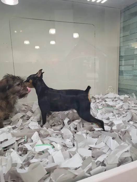Pet Express Picture 5