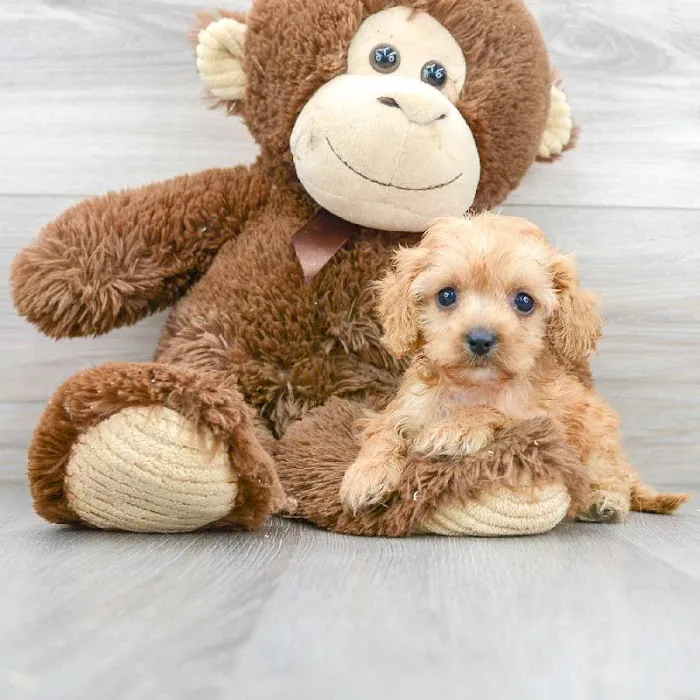 Pet Express Picture 4