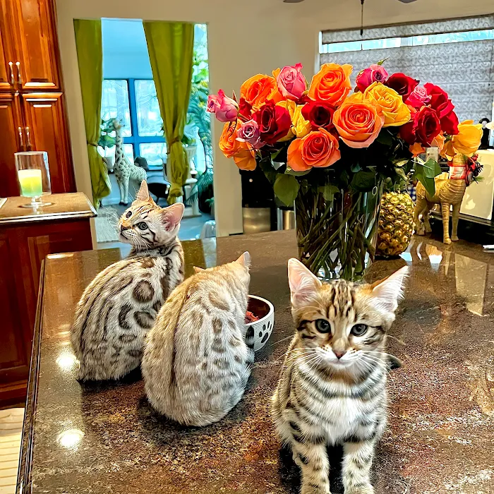 The Bengal Cats Picture 9