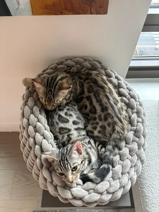 The Bengal Cats Picture 2