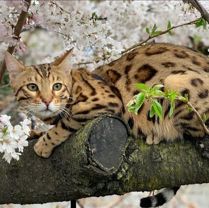 The Bengal Cats Picture 6