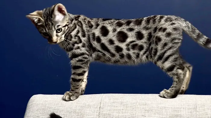 The Bengal Cats Picture 5