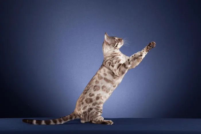 The Bengal Cats Picture 8