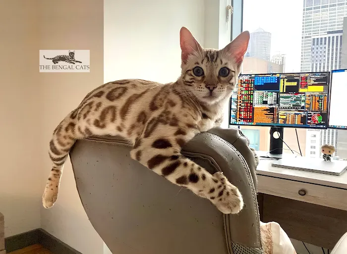 The Bengal Cats Picture 10