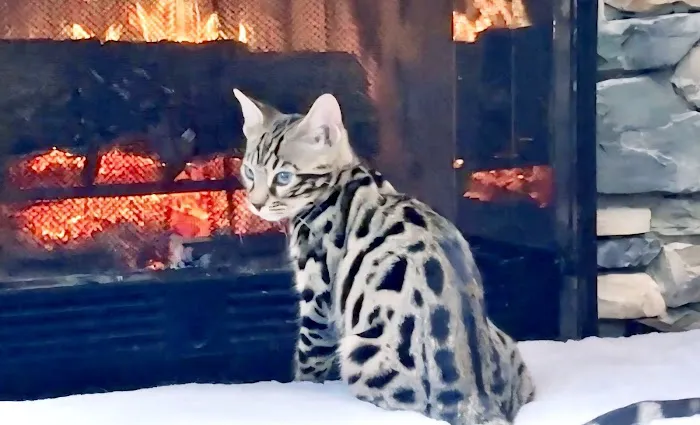The Bengal Cats Picture 7