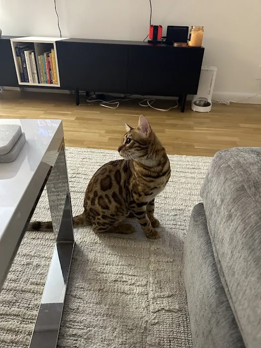 The Bengal Cats Picture 4