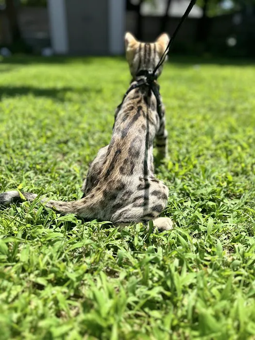 The Bengal Cats Picture 3
