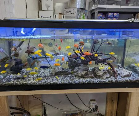 European Aquatics Inc.