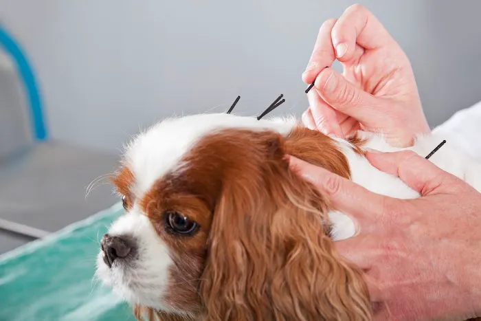Tranquil Paws Veterinary Picture 4