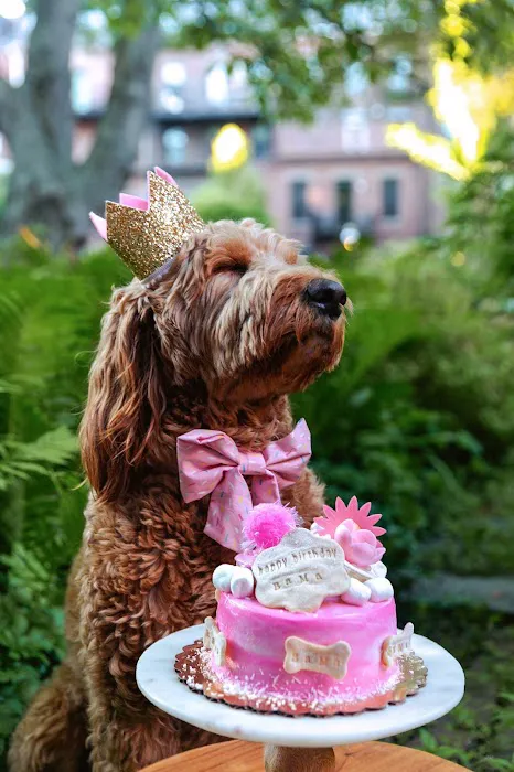 Dog Eat Cake Pet Bakery| E-Commerce Picture 3