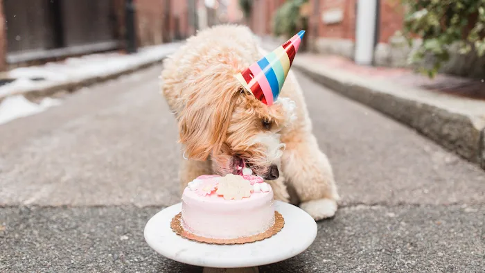 Dog Eat Cake Pet Bakery| E-Commerce Picture 9