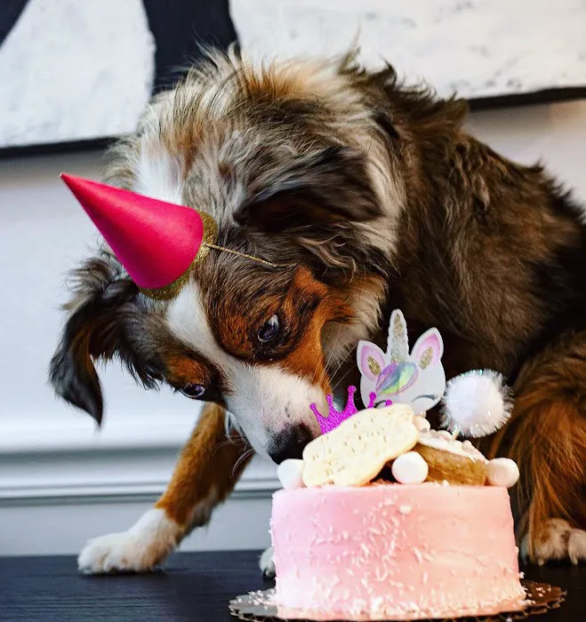 Dog Eat Cake Pet Bakery| E-Commerce Picture 5