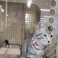 Petco ico