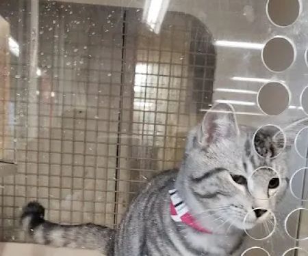 Petco