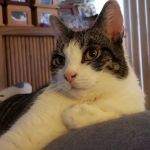 ​Dr. Mark E. Peterson