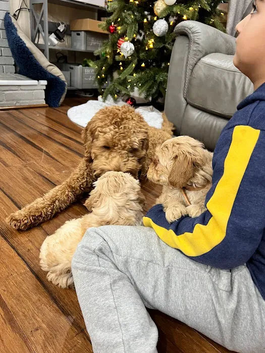 Mini Goldendoodles of Cape Cod Puppies Picture 9