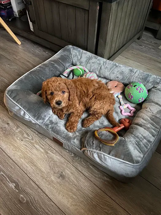 Mini Goldendoodles of Cape Cod Puppies Picture 8