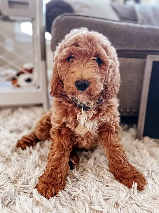 Mini Goldendoodles of Cape Cod Puppies Picture 4