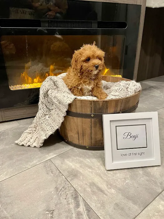 Mini Goldendoodles of Cape Cod Puppies Picture 2