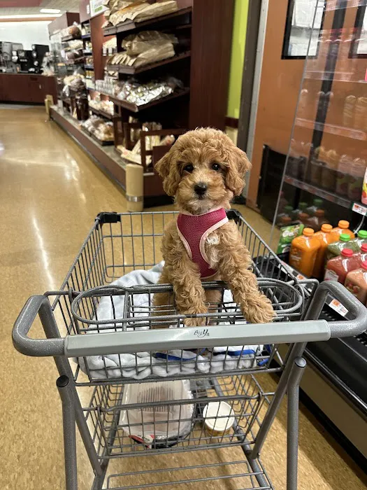 Mini Goldendoodles of Cape Cod Puppies Picture 1