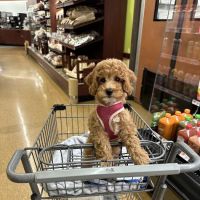 Mini Goldendoodles of Cape Cod Puppies ico