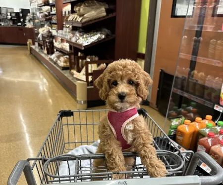 Mini Goldendoodles of Cape Cod Puppies