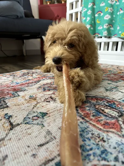 Mini Goldendoodles of Cape Cod Puppies Picture 3