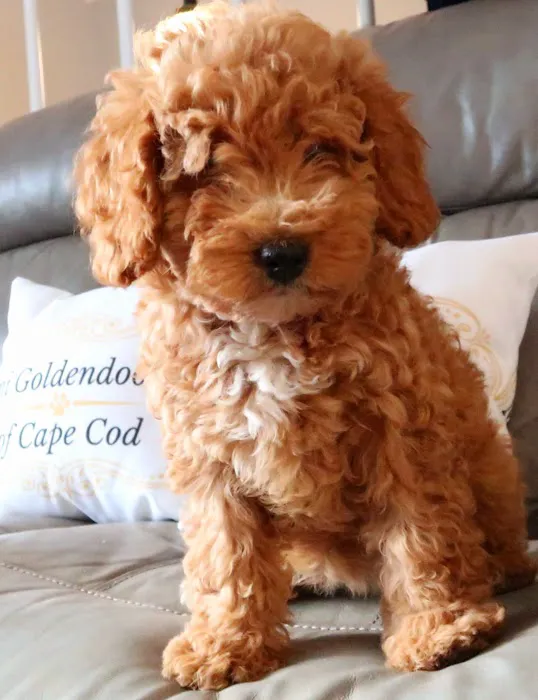 Mini Goldendoodles of Cape Cod Puppies Picture 7