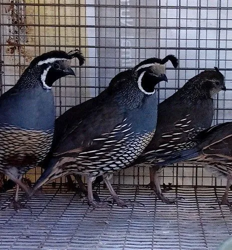 Tall Pines Aviary Picture 1