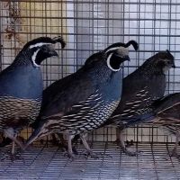 Tall Pines Aviary ico